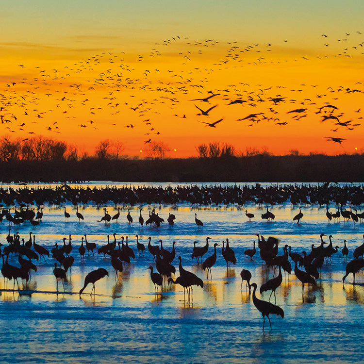 Sandhill Crane Migration in Kearney, NE