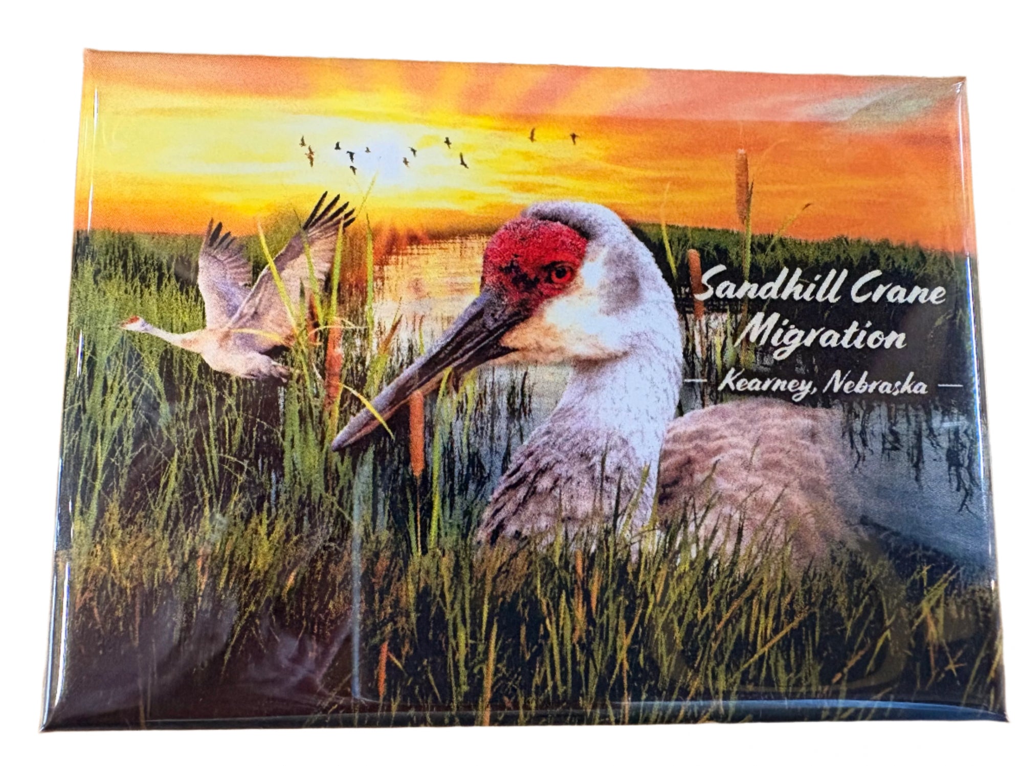 Nebraska Sandhill Crane Magnet